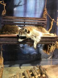 -酷嗒动物文化乐园(cutezoo西溪乐天城店)