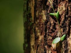-西湖风景区-江洋畈生态公园