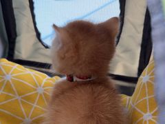 -瑞派福兴宠物医院犬猫全科·骨科·中西医结合(河东店)