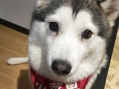 -Husky Go! 哈士奇体验馆·宠物咖啡厅狗咖