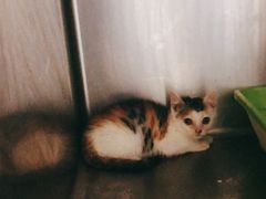 -艾贝尔宠物诊疗