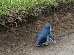 -企鹅岛