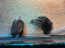 -酷嗒动物文化乐园(cutezoo西溪乐天城店)