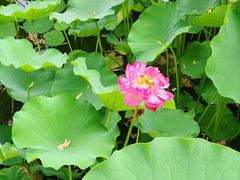 -莲花池公园