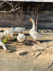 -蓝呗呗蓝莓草莓采摘园(通州区马驹桥店)