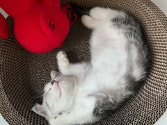 -关爱宠物医院·猫科中心·消化科(滨湖万达分院)