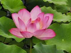 -莲花池公园