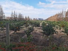 -上海长兴岛郊野公园