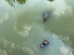 -池杉湖湿地公园