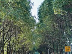 -曹杨八村