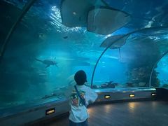 -石家庄海洋公园