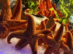 -东方红海鲜百汇(国际大厦店)