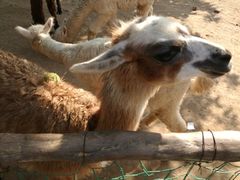 -西安秦岭野生动物园