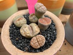 -桂林市花鸟市场