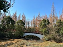-东平国家森林公园