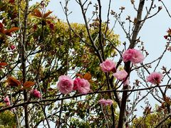 -高东镇樱花园