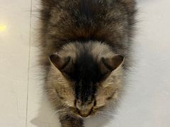 -平行世界·猫咖(首经贸店)