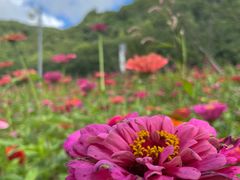 -悠然山高山湿地景区悠然自得庭