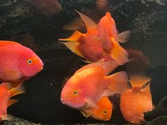 -沙沙哗啦海洋馆(华宇百花谷店)