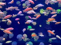 -海合安青岛极地海洋公园