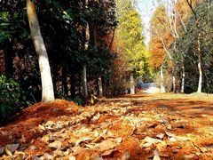 -上海海湾国家森林公园