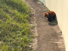 -合肥野生动物园