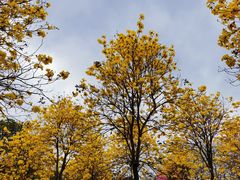 -天适樱花悠乐园