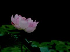 -陈家山荷花公园