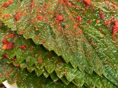 -西塔大冷面(市府大路店)