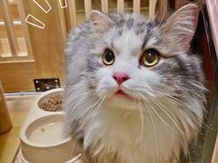 -猫腻·猫咖·撸猫馆(星光大道店)