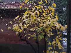 -同济大学(沪西校区)