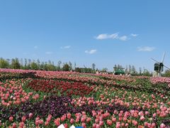 -荷兰花海