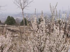 -白水寺森林公园