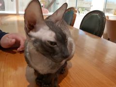 -猫小院猫主题餐厅(三里屯店)
