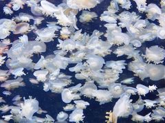 -太平洋海底世界