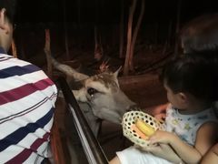 -清迈夜间动物园