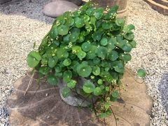 -双季花艺园艺市场(浦东店)