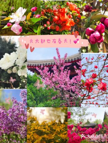 元大都也有春天️春色不容错过～