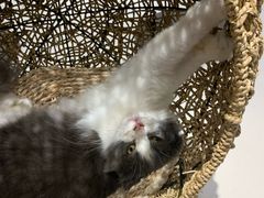 -飞行喵MR PILOT|猫舍·猫咖(静安大融城店)