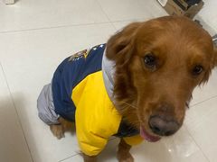 -美联众合动物医院·24h转诊中心