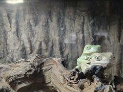 -酷以爬仙阁实体爬宠店·守宫·蜥蜴·专业繁育