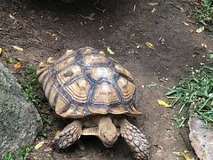 -清迈夜间动物园