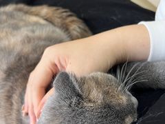 -鼓捣猫呢主题猫咖店