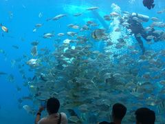 -瑞德姆美人鱼海底演艺主题餐厅(亚龙湾店)