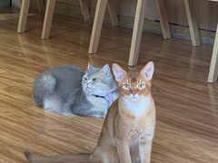 -MOCHA明星猫咖(田子坊店)