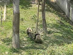 -中国大熊猫保护研究中心雅安碧峰峡基地