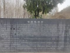 -仓颉陵遗址