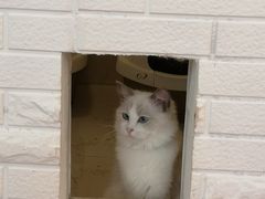 -momokira米努特·德文卷毛猫·棉花面纱犬