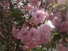 -长白岛森林公园