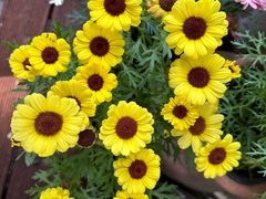 -蔴将·川菜(黄龙万科店)